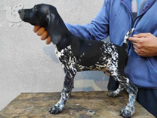 PoulaTo: German Wirehaired Pointer, κουτάβια